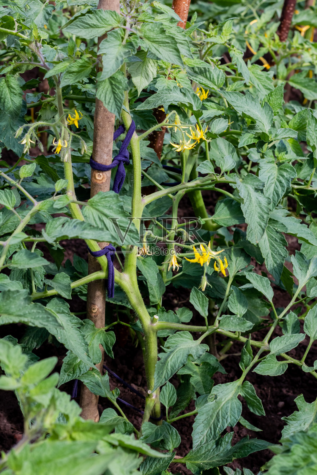 在户外种西红柿。西红柿被绑在棍子上。农业。家里的收成。照片摄影图片
