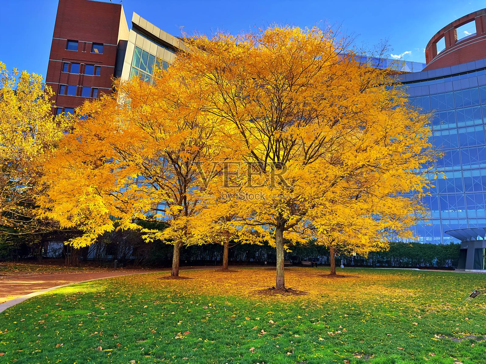 黄色的树照片摄影图片