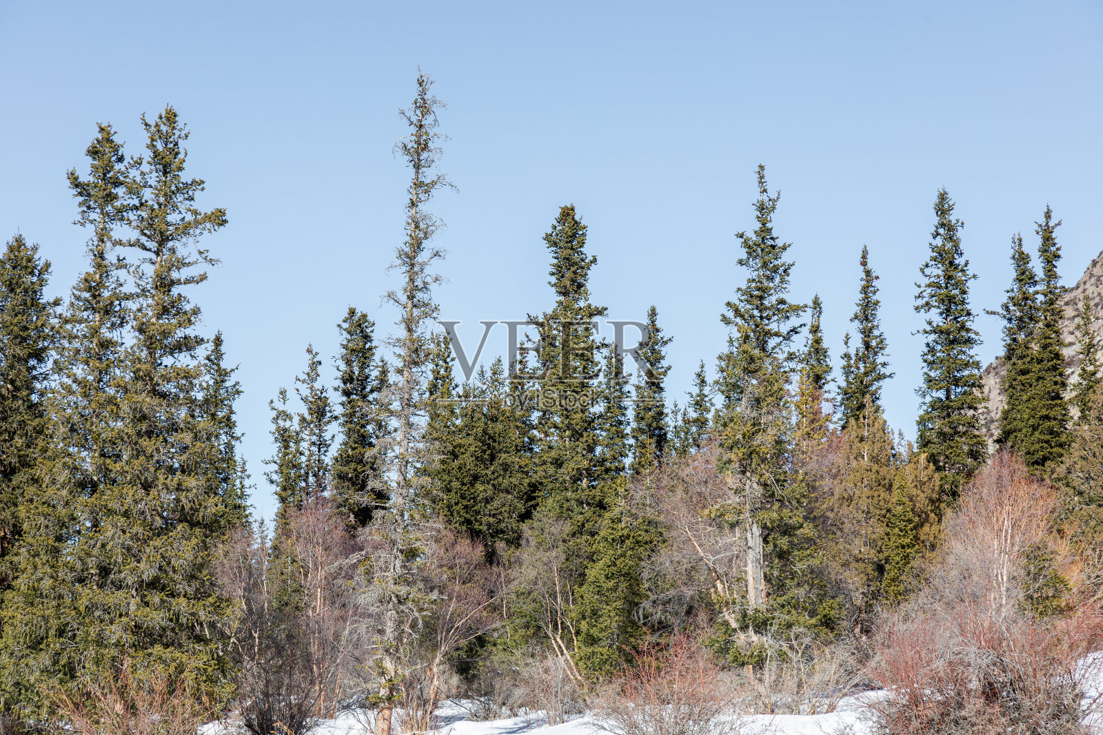 冬季公园里的冷杉树照片摄影图片