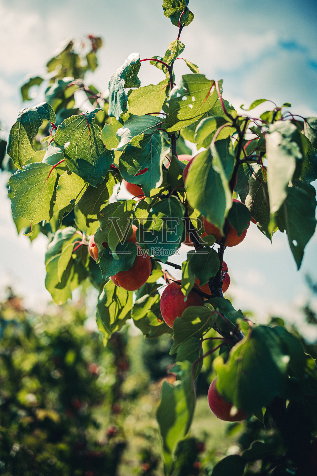 杏树照片摄影图片