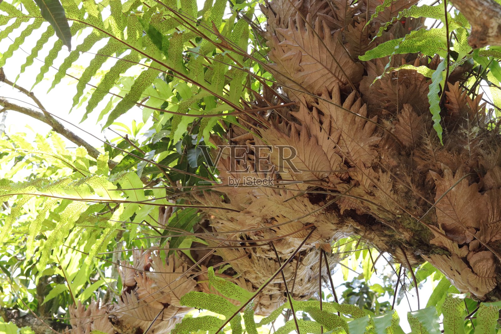 孟加拉国一个村庄里的一棵大芒果树照片摄影图片