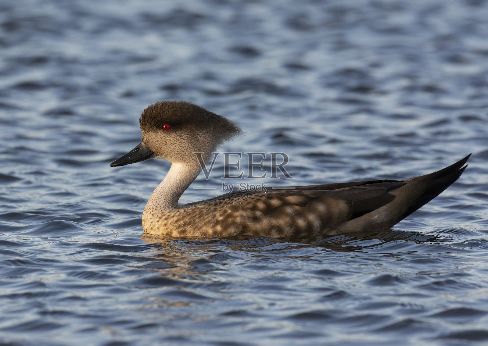 巴塔哥尼亚凤头鸭照片摄影图片