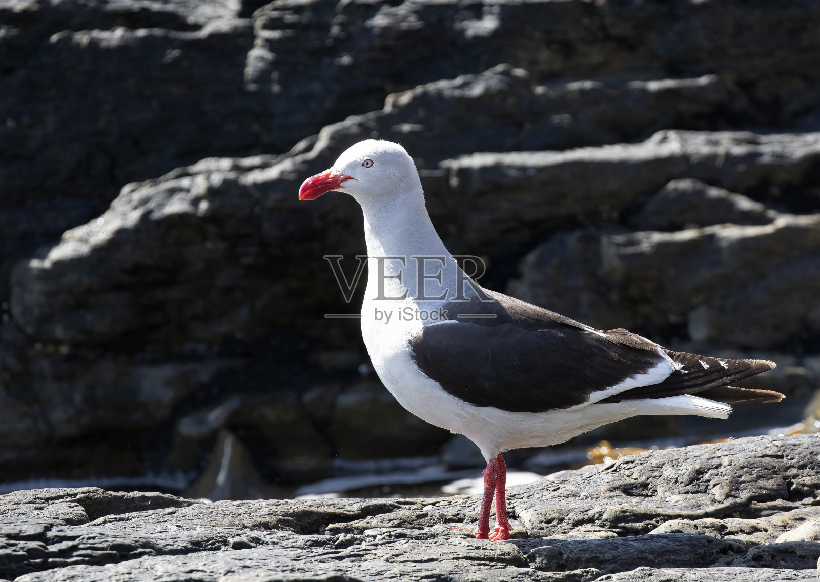 海豚海鸥照片摄影图片