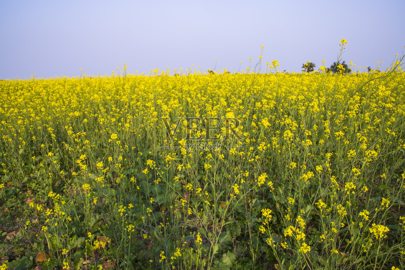 美丽的菜籽花景观视图，在孟加拉国农村的田地里照片摄影图片
