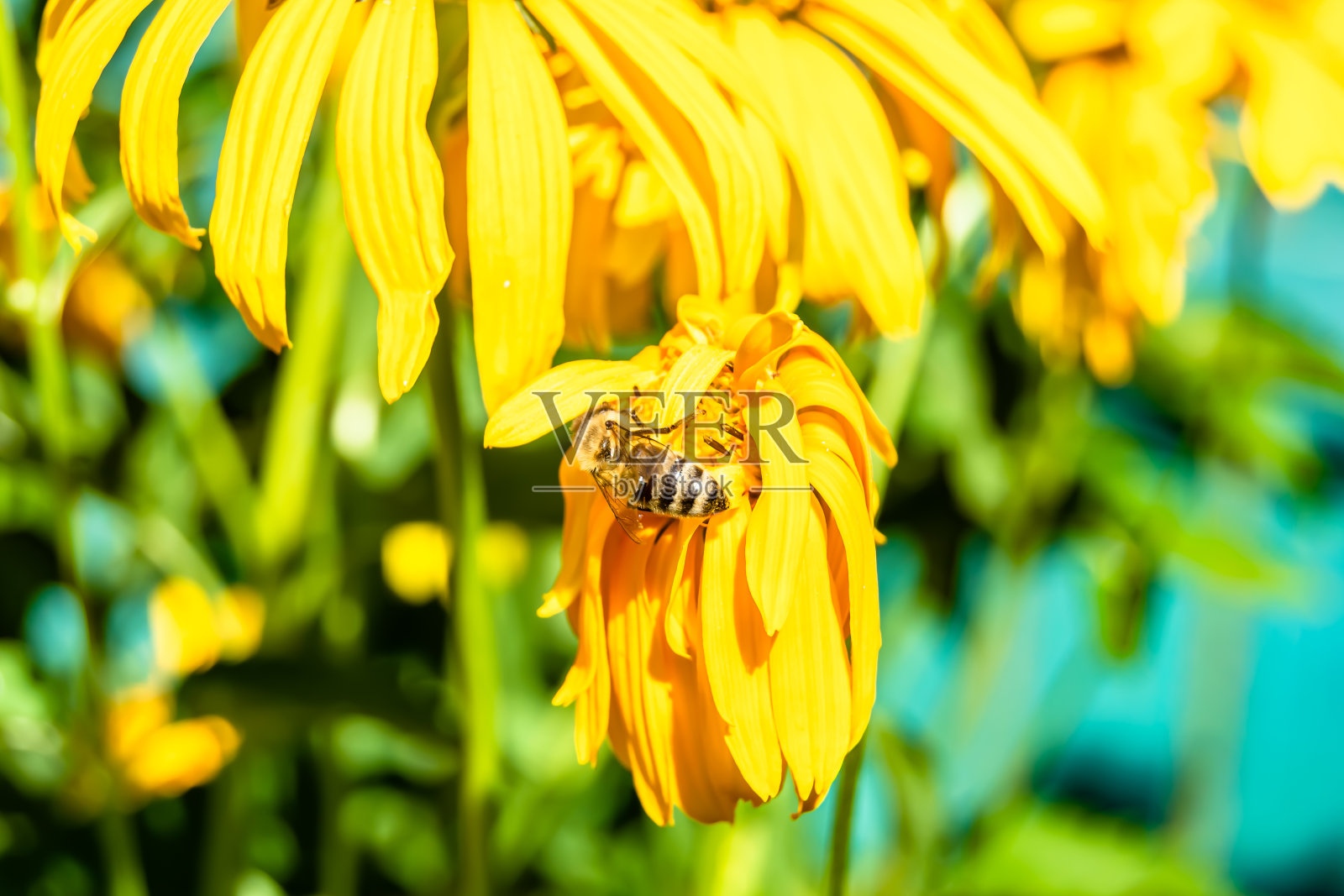 美丽的野花带翅膀的蜜蜂在背景树叶草地照片摄影图片