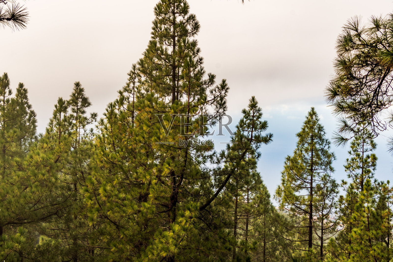 灌木丛中的树木，特内里费岛。照片摄影图片