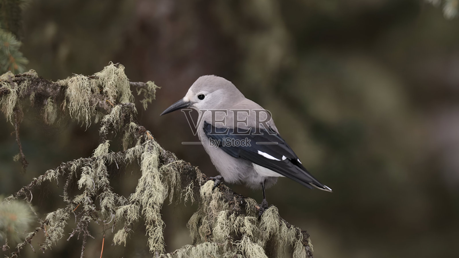 克拉克的胡桃夹子（哥伦比亚努西弗拉加）照片摄影图片