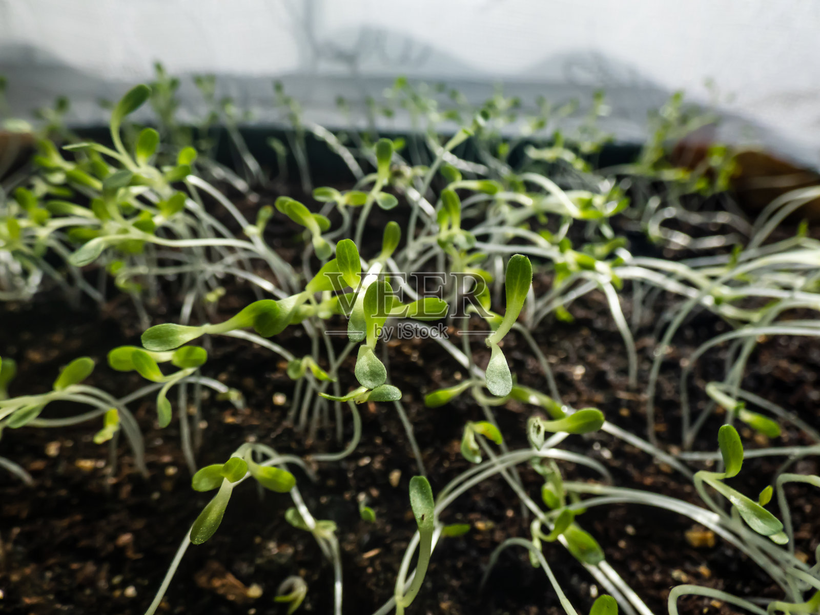 微距拍摄的冰山或脆头生菜幼苗生长在塑料锅在窗台上。室内园艺，发芽和生长叶类蔬菜照片摄影图片