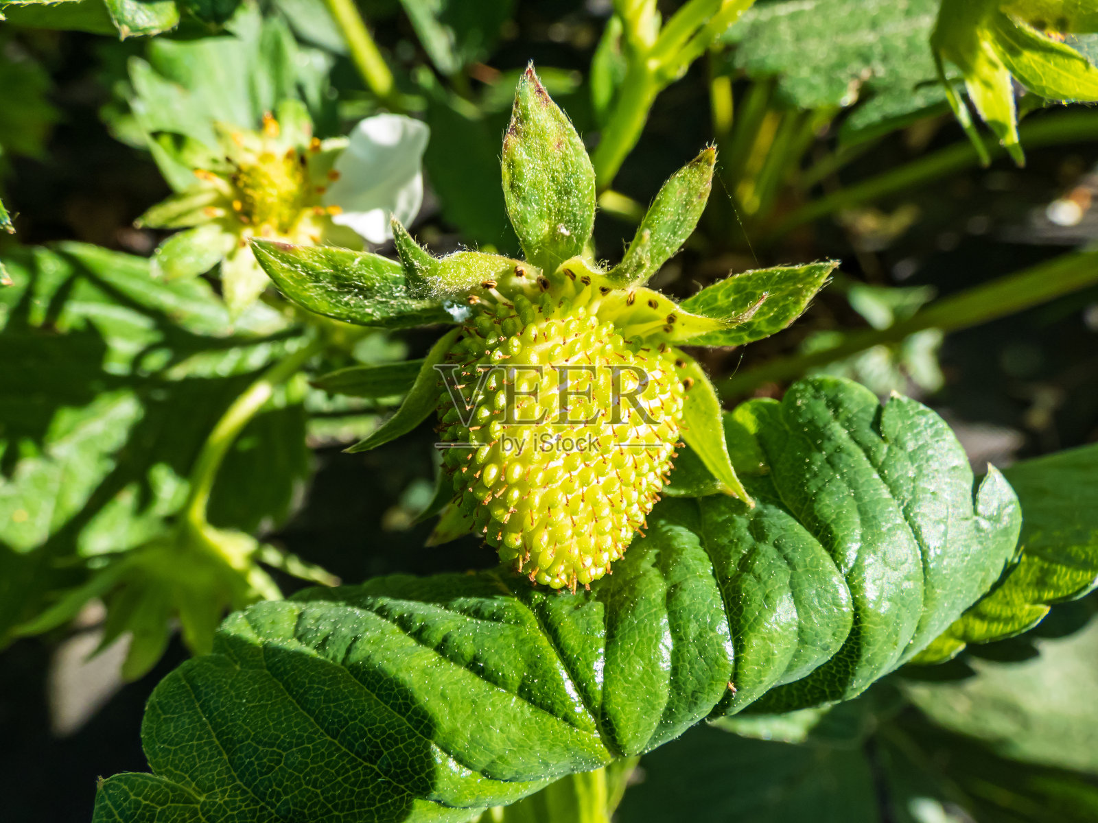 小的，未成熟的，绿色草莓果实在花园开花后开始形成，周围有叶子照片摄影图片