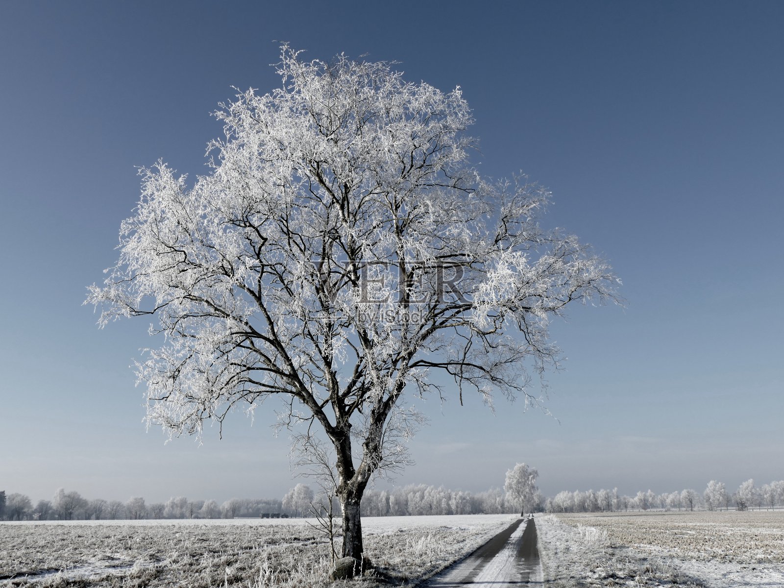 霜冻中的桦树照片摄影图片