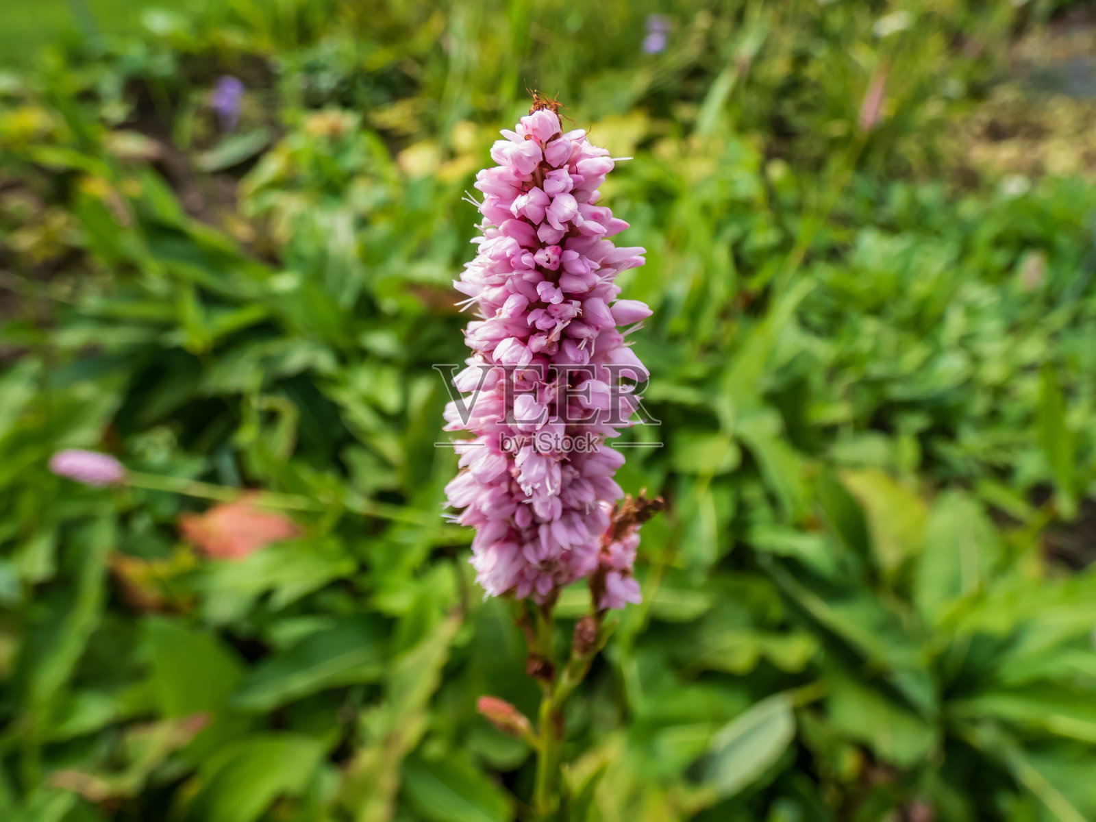 半常绿植物红桃(Persicaria bistorta)“超级bum”，夏天有密集的淡粉色小花穗，绿色背景模糊照片摄影图片