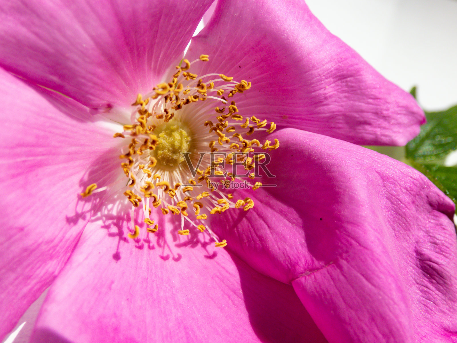 蔷薇或海滩蔷薇(蔷薇)，在白色背景上孤立的阳光下开花照片摄影图片