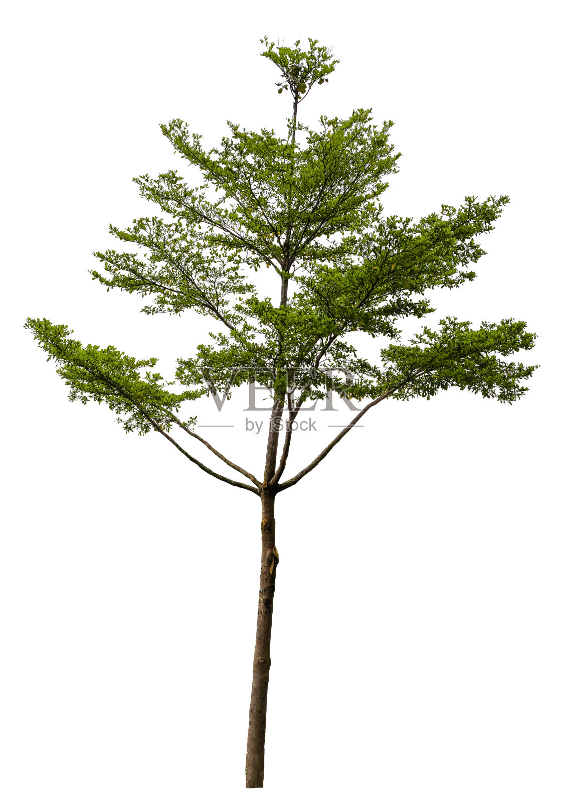美丽的树孤立在白色的背景上。适用于建筑设计或装饰工作。用于印刷品和网站上的自然文章。照片摄影图片