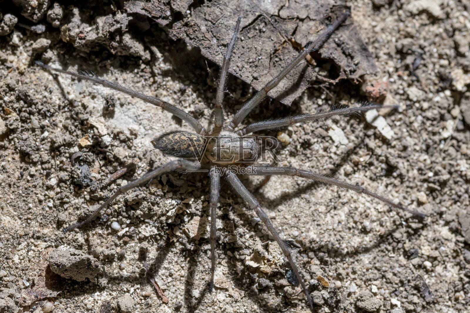 灰色黑斑裸鳃海蛞蝓，在黑暗的地面上爬行照片摄影图片