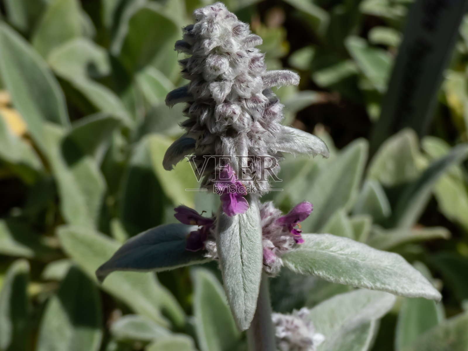 羊耳(Stachys byzantina)“银毯”。多年生常绿植物，浓密的灰白色毡状叶，椭圆形叶，形成引人注目的地被，开粉红色花照片摄影图片