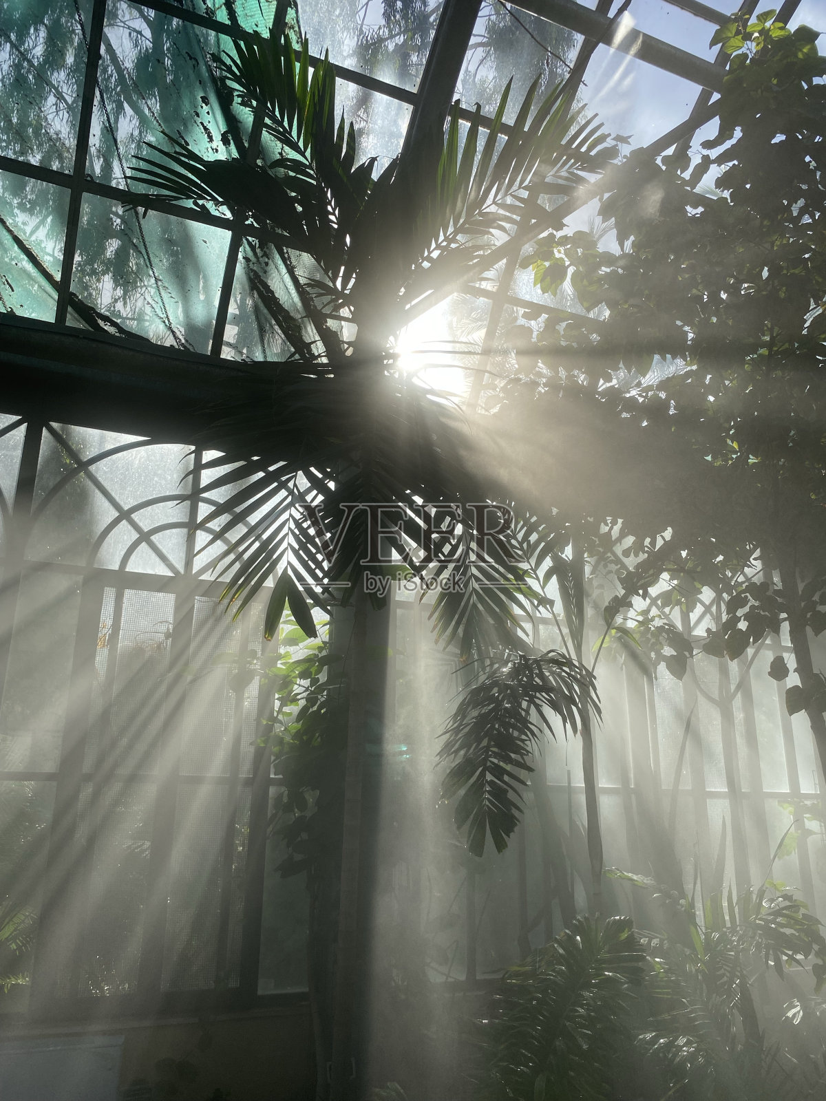 温室照片摄影图片