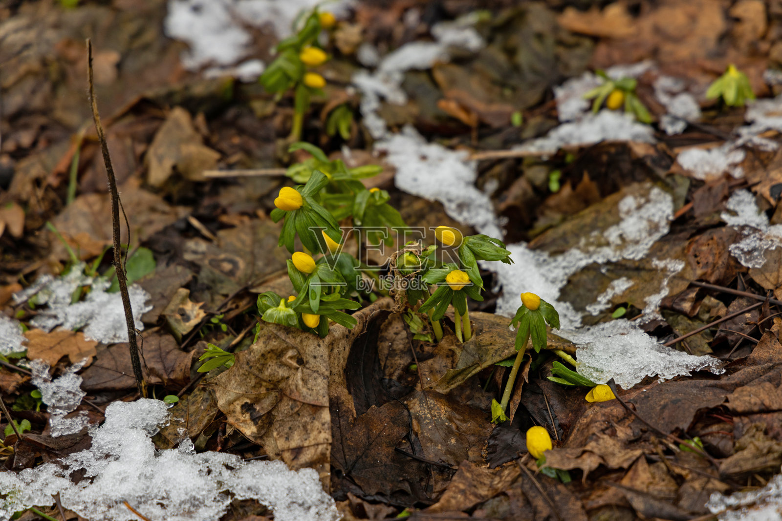 美丽的开花冬附子照片摄影图片