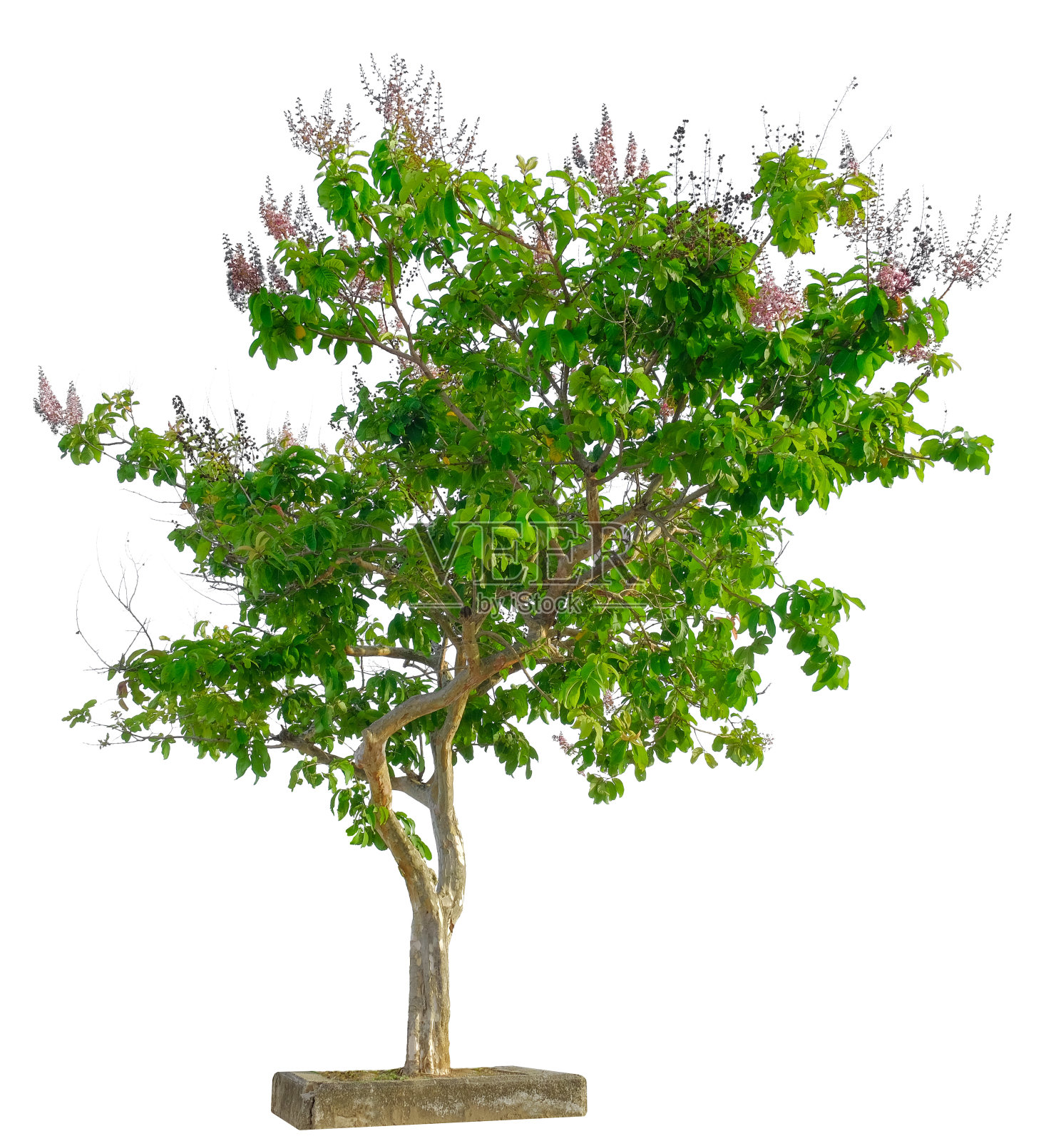 美丽的树孤立在白色的背景上。适用于建筑设计或装饰工作。用于印刷品和网站上的自然文章。照片摄影图片