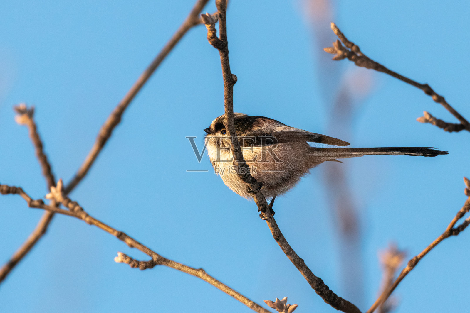 长尾山雀栖息在树枝上照片摄影图片