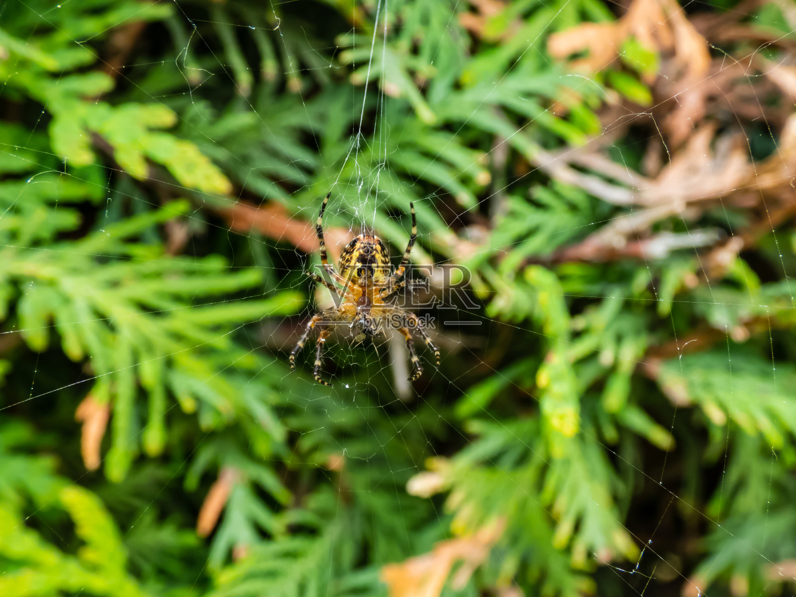 欧洲花园蜘蛛，十字圆织蜘蛛(Araneus diadematus)挂在网上，背景是绿色的叶子。腹侧的观点照片摄影图片