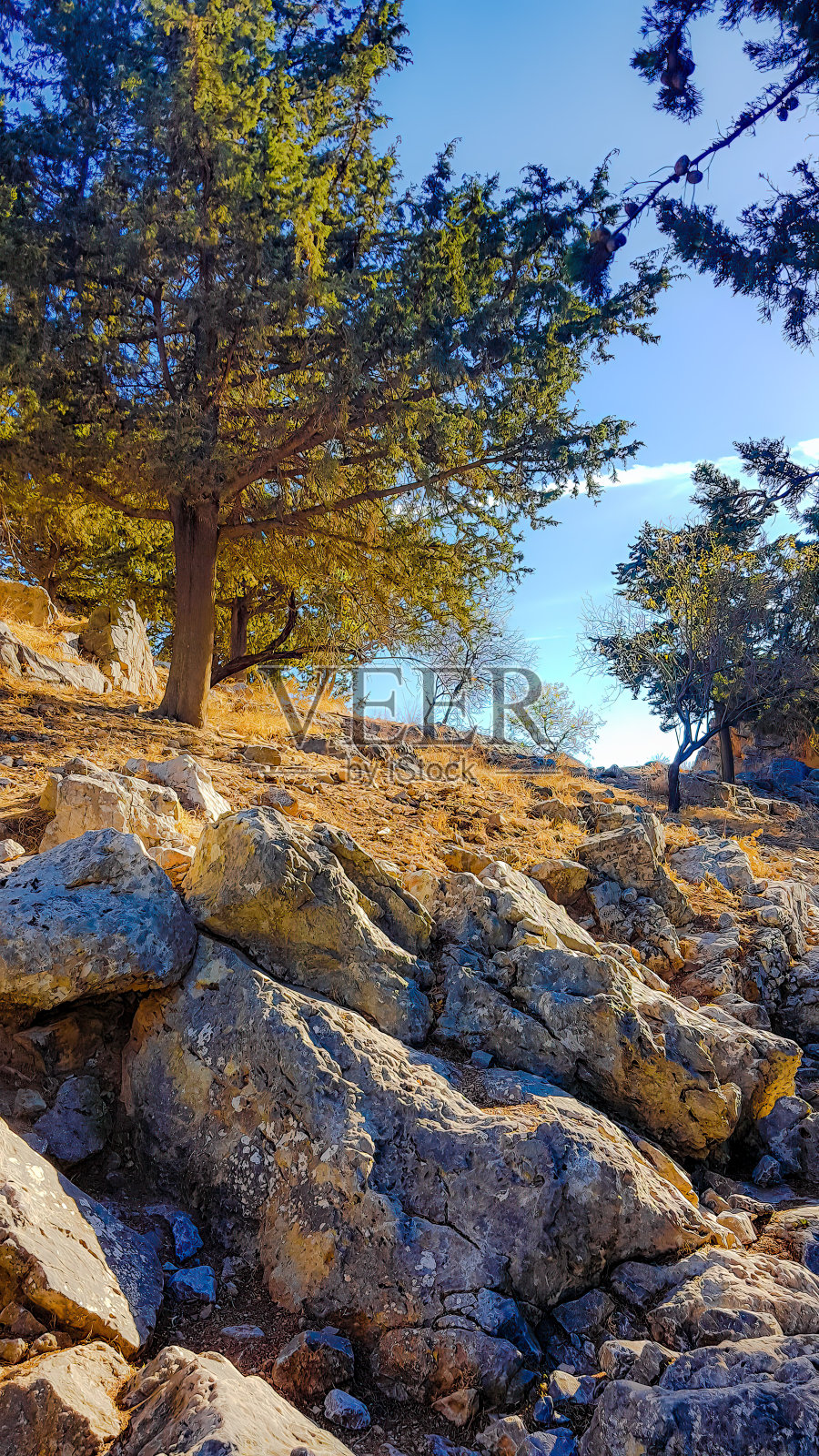 山上的树和石头照片摄影图片
