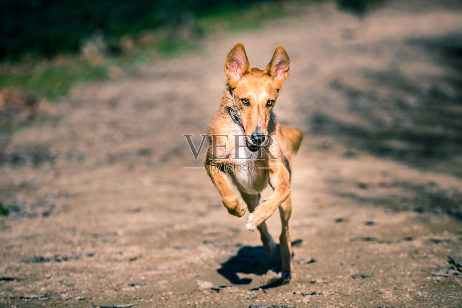 萝拉照片摄影图片