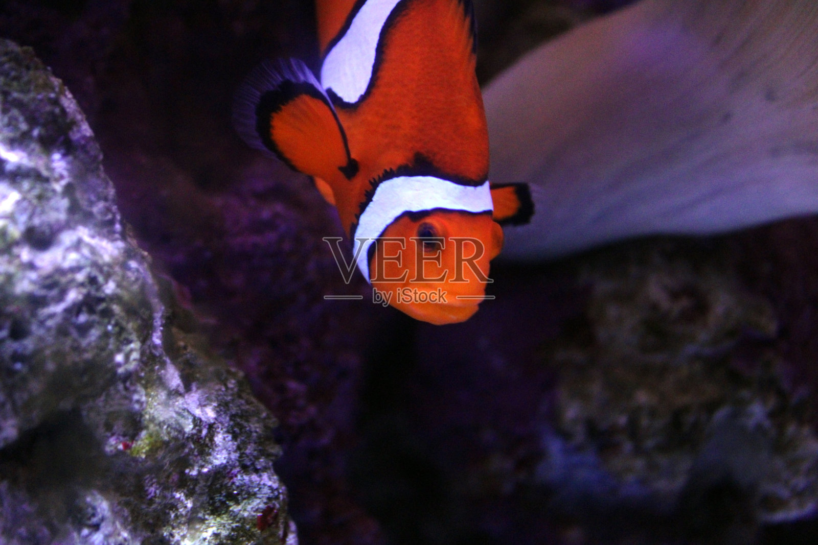 小丑鱼照片摄影图片