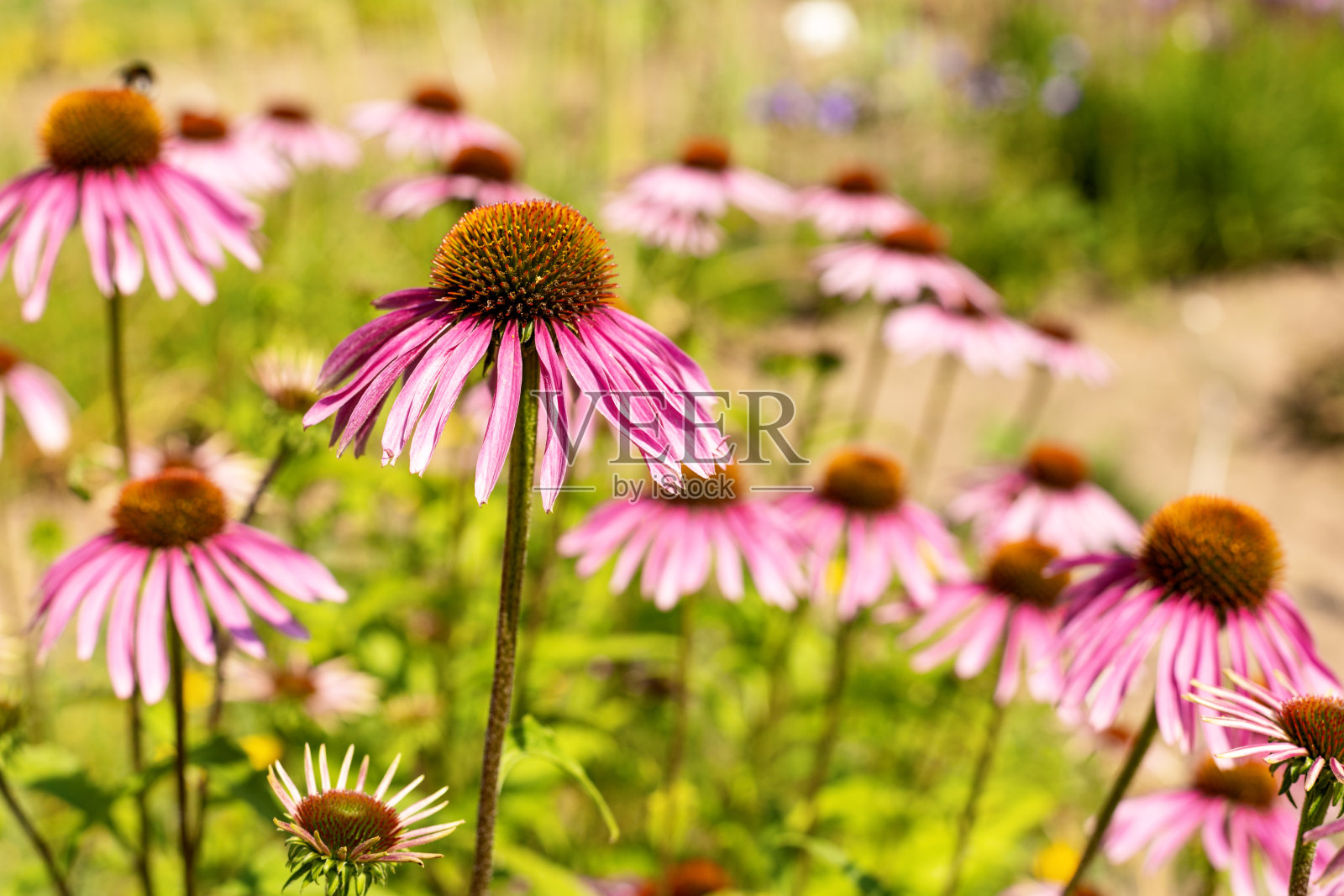 阳光灿烂的日子，花坛上的紫锥菊花照片摄影图片