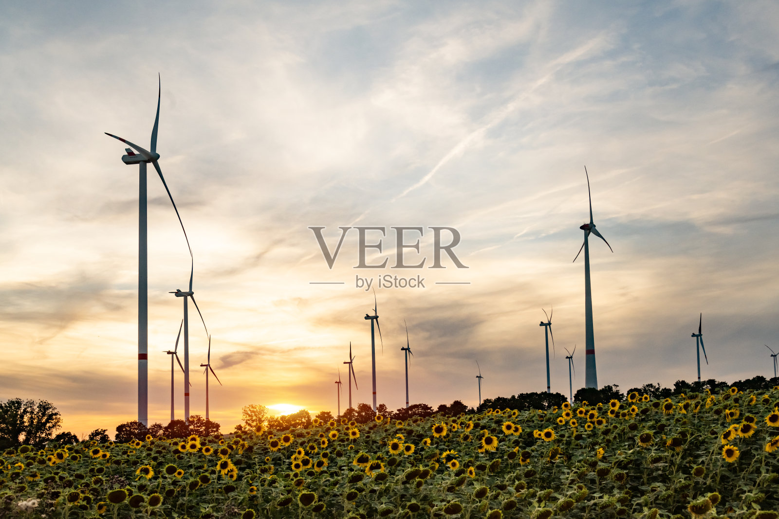 日落时分，向日葵地里的风力涡轮机照片摄影图片