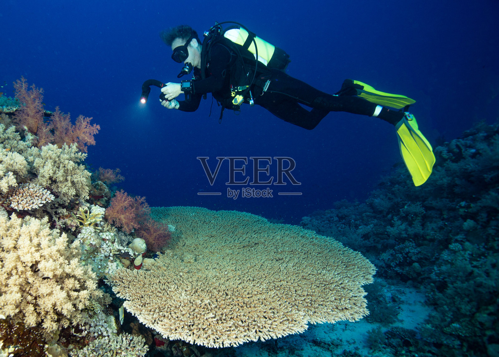 珊瑚桌照片摄影图片