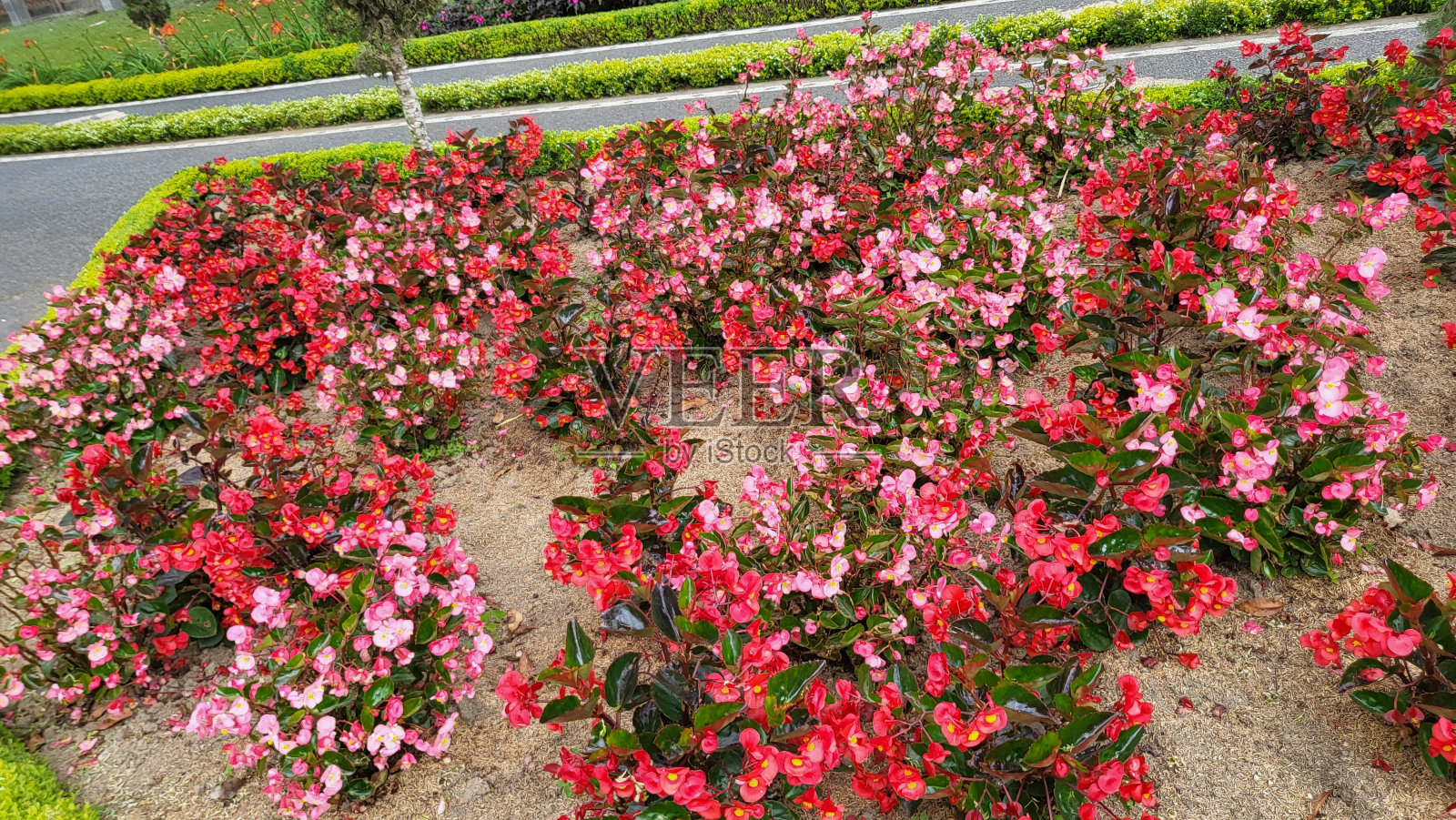 粉红色的花照片摄影图片