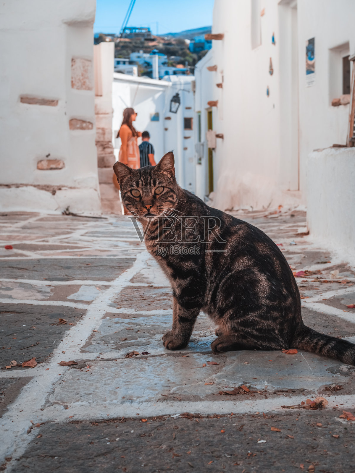 一只可爱的小猫走在街上的特写照片摄影图片