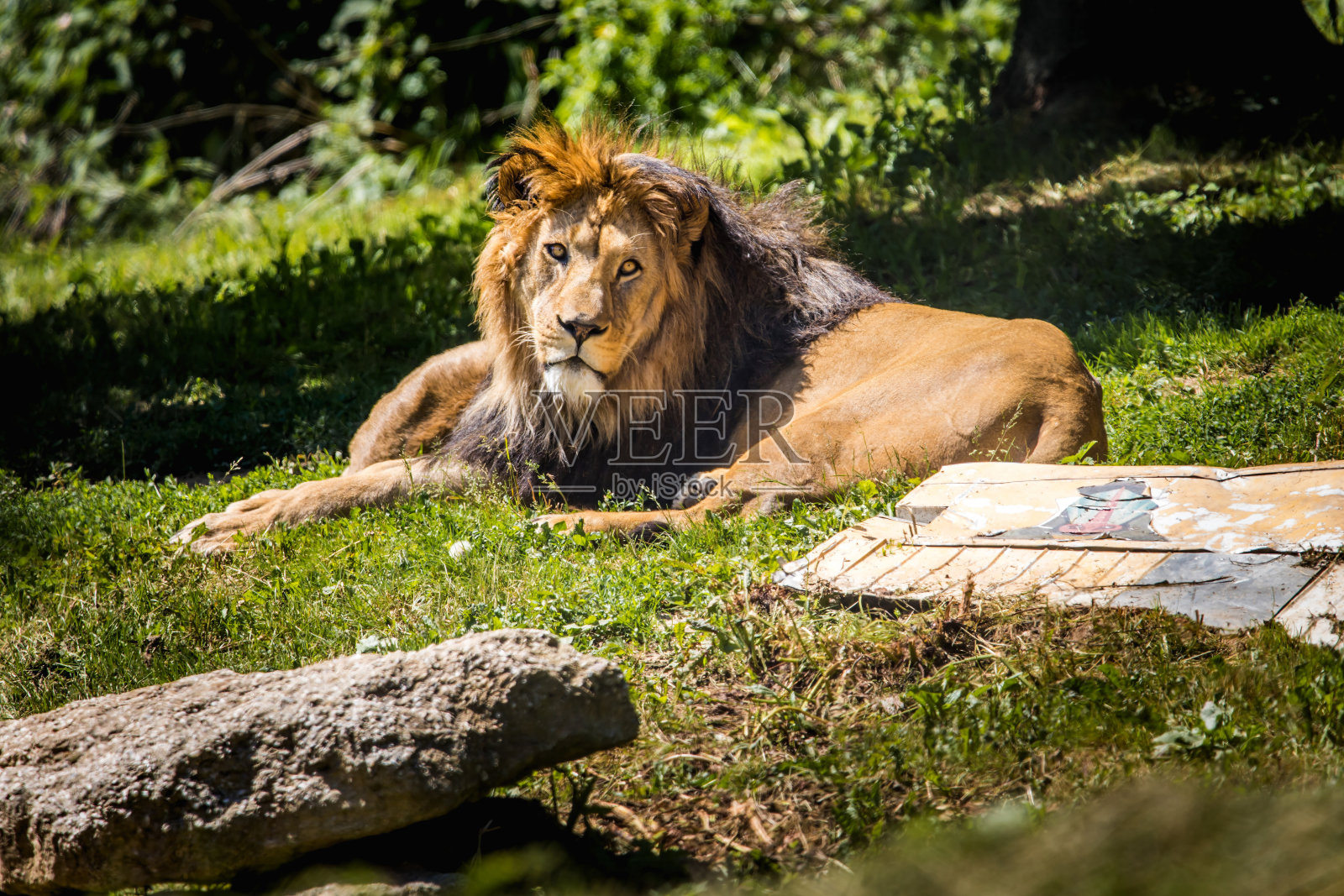 放松的狮子照片摄影图片
