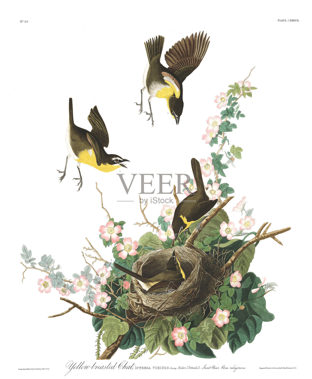 古董鸟插图。黄胸聊天插画图片素材