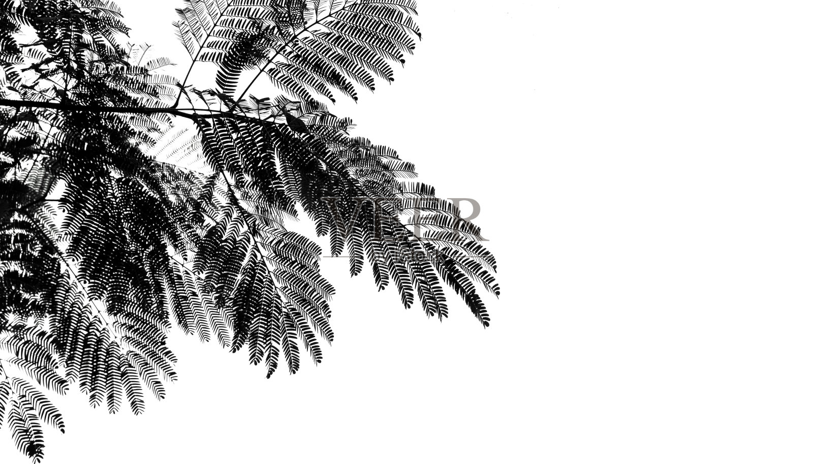 黑色和白色抽象的背景纹理阴影叶在白色的墙壁上。本空间照片摄影图片