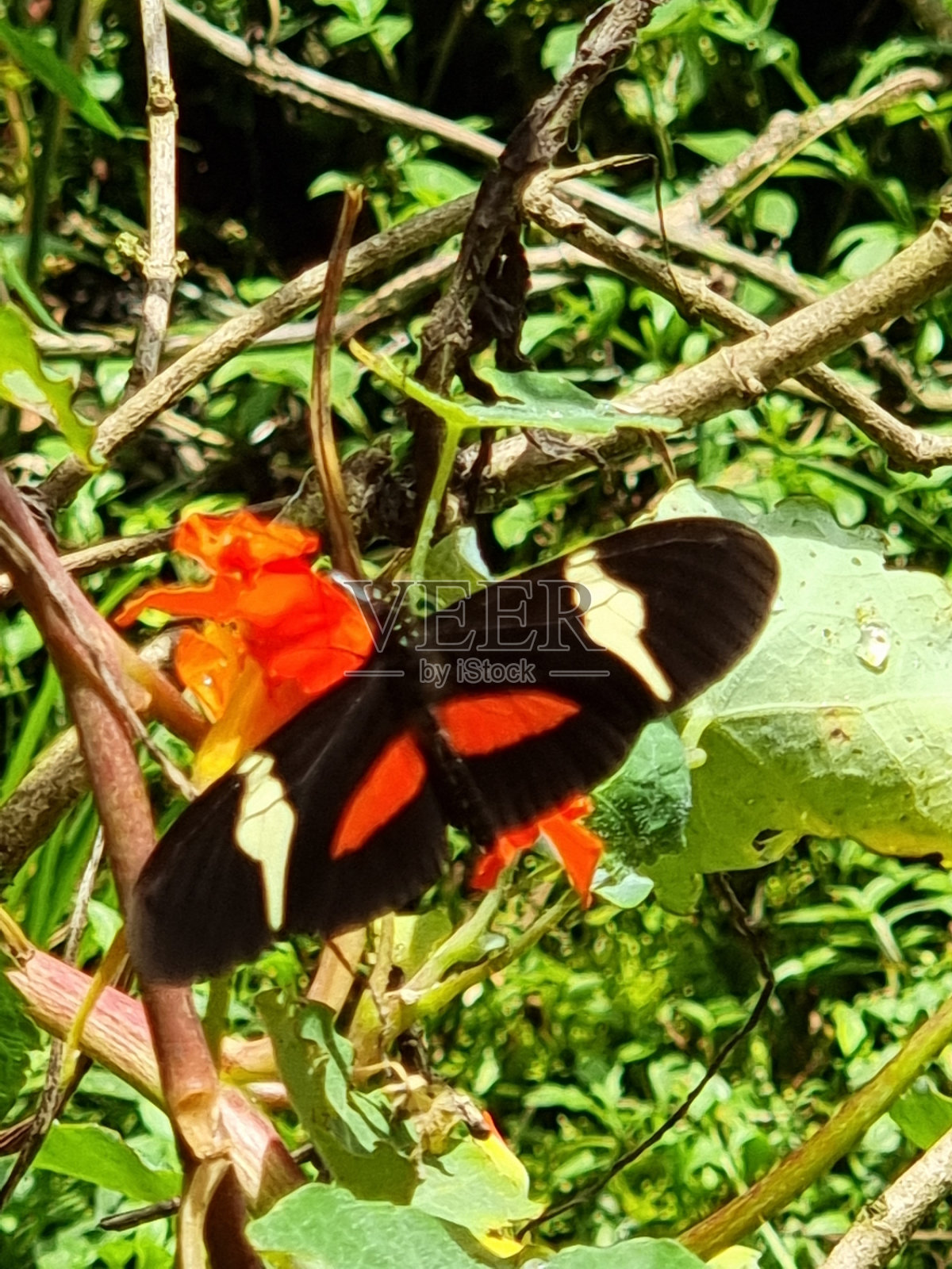 蝴蝶照片摄影图片