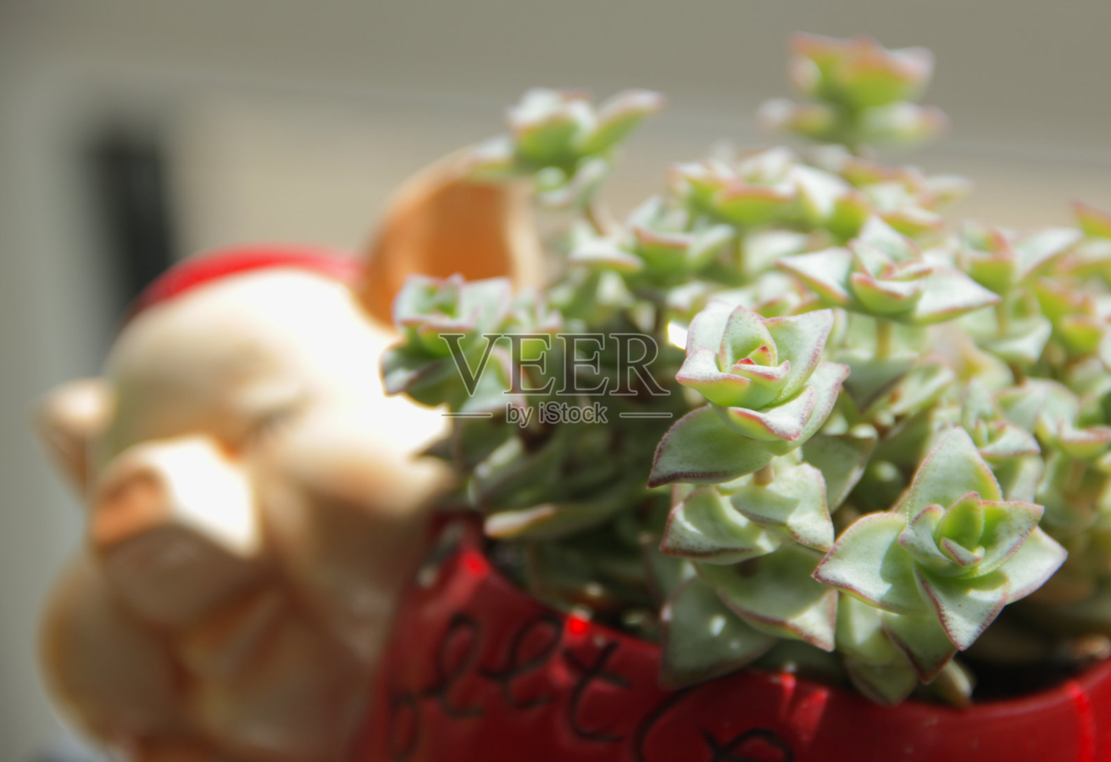 可爱的花盆里的多肉植物照片摄影图片