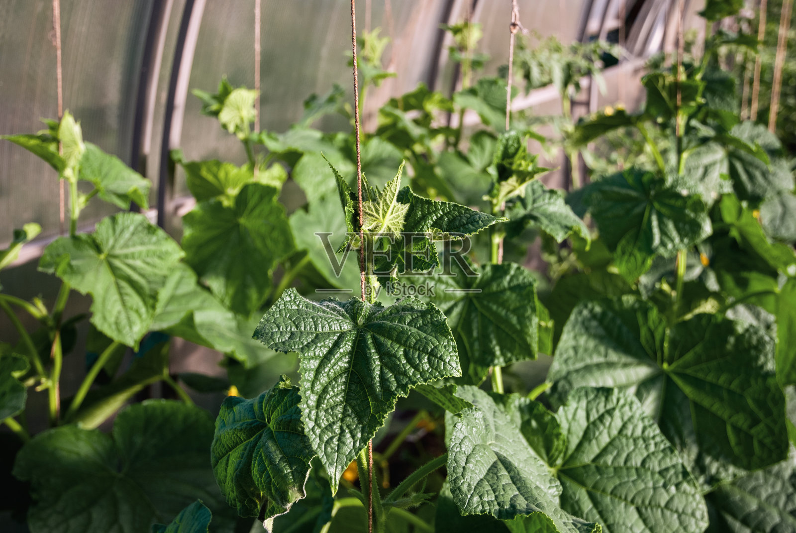 温室内种植黄瓜植物，黄瓜藤，植物支撑串照片摄影图片