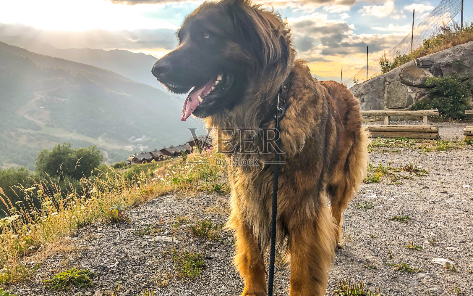 莱昂伯格照片摄影图片