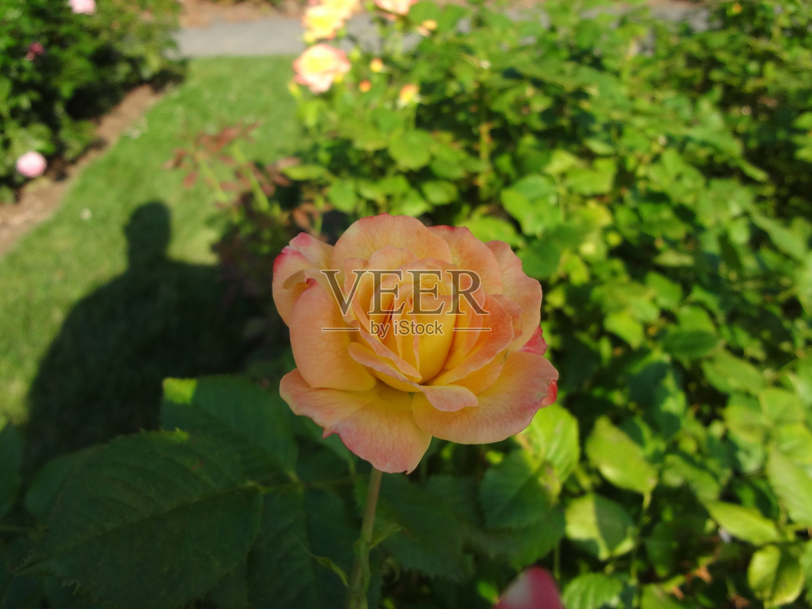 2013年7月6日，纽约植物园照片摄影图片