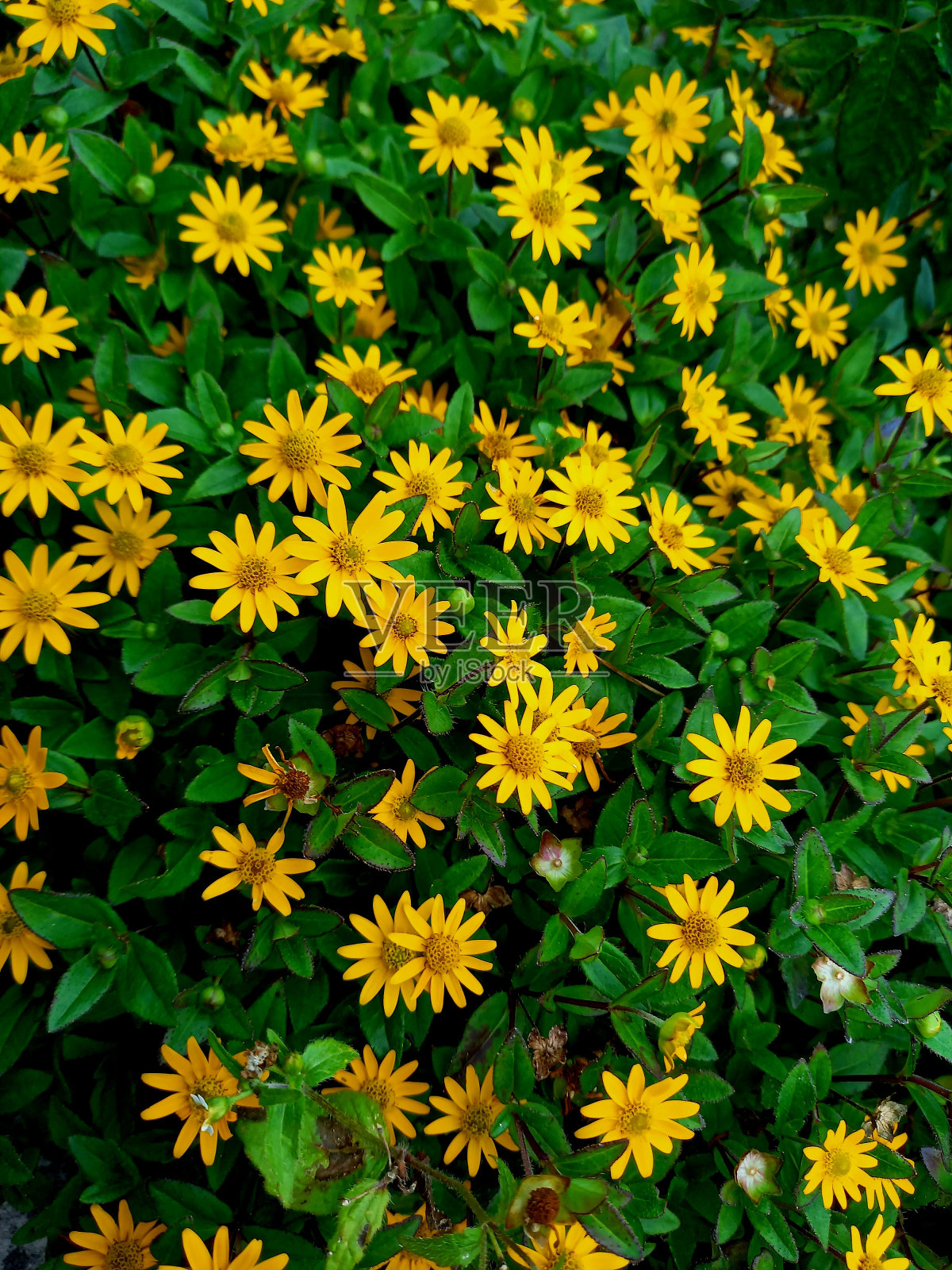 夏季照片摄影图片