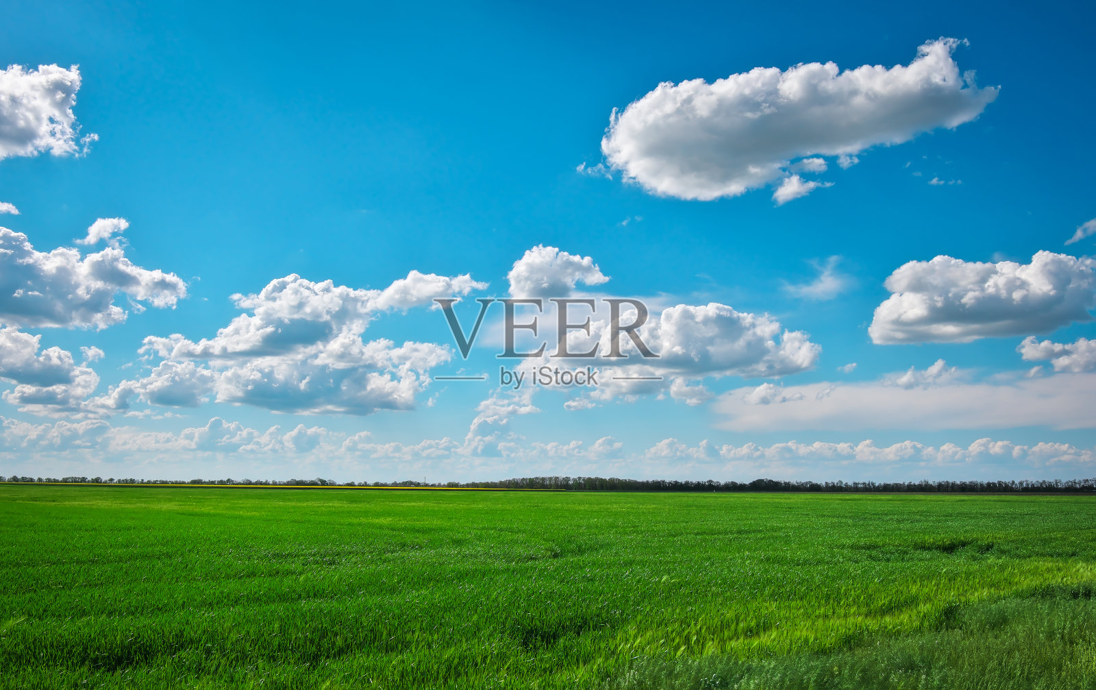 绿色的田野和美丽的蓝色多云的天空与轻云。农业景观。宽的照片。照片摄影图片