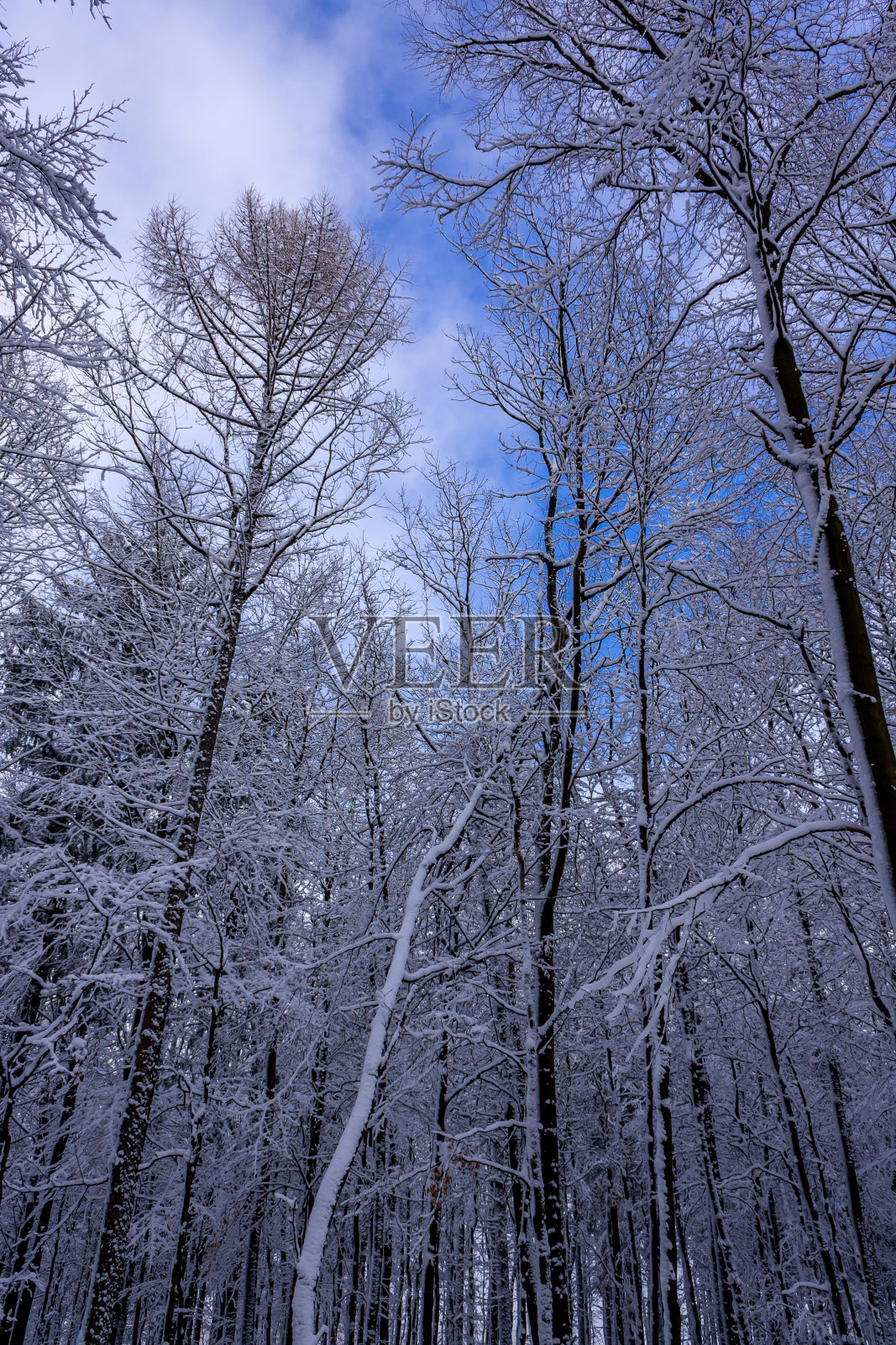 透过白雪覆盖的树木俯瞰天空照片摄影图片
