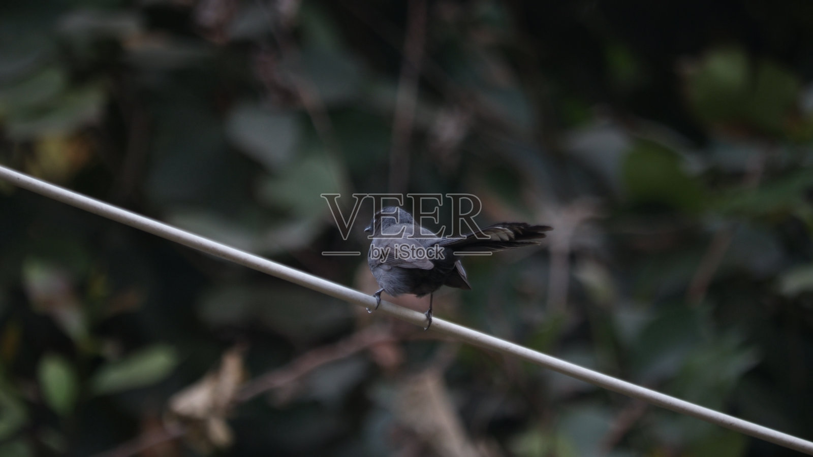 Pied扇尾照片摄影图片