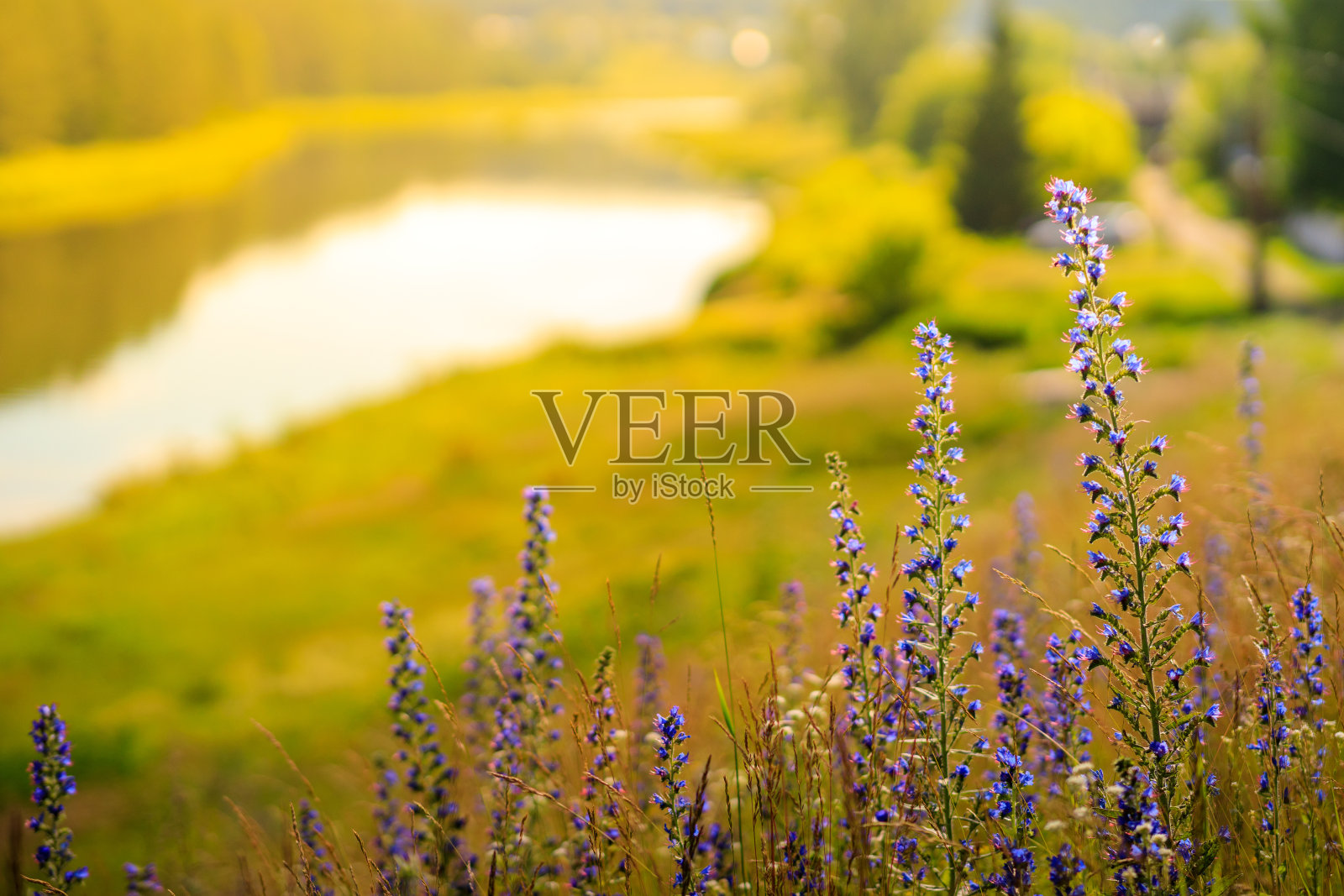 选择性聚焦野生紫丁香花蓝铃草背景在夏季早晨的河流和草地照片摄影图片