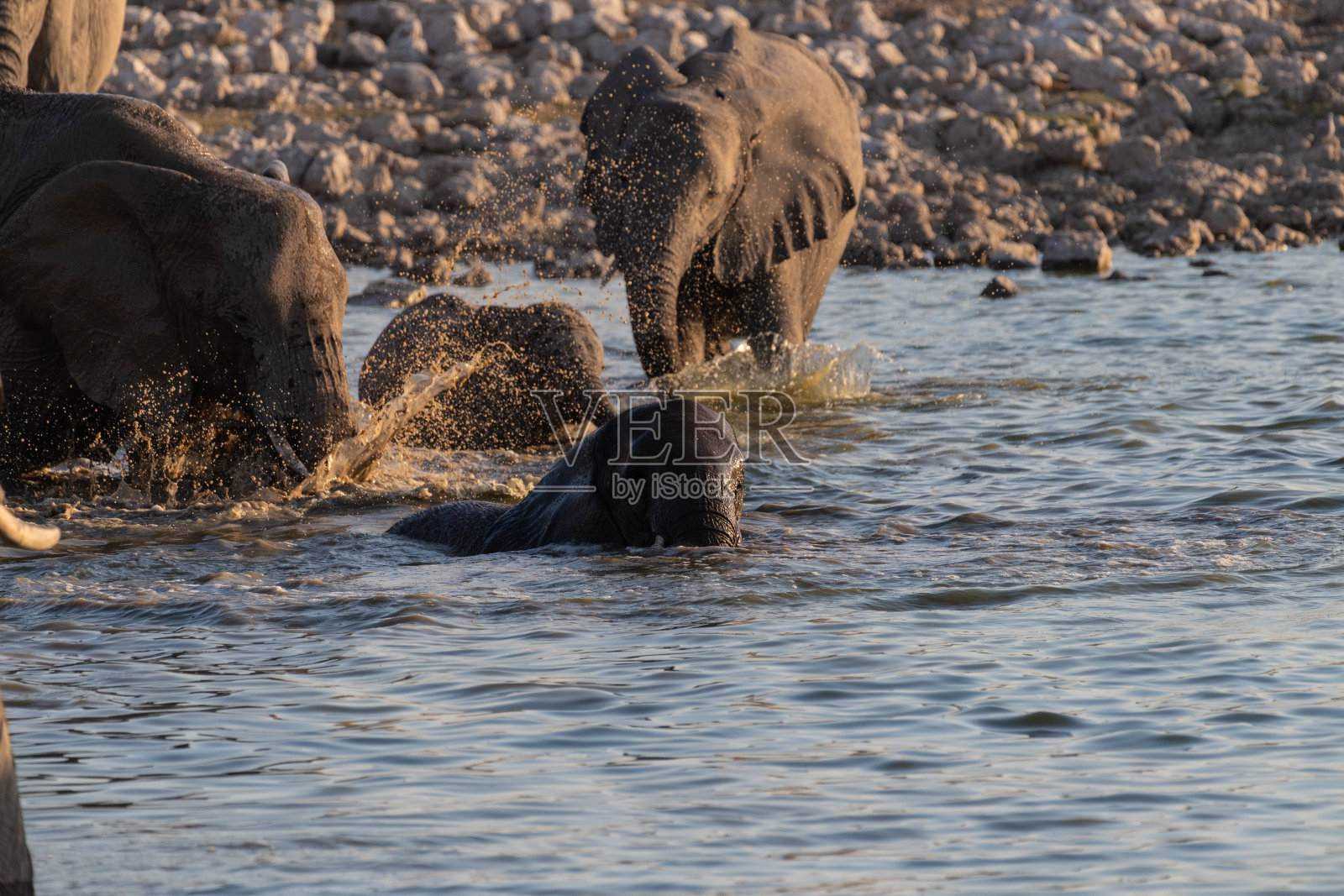 在埃托沙给大象洗澡照片摄影图片