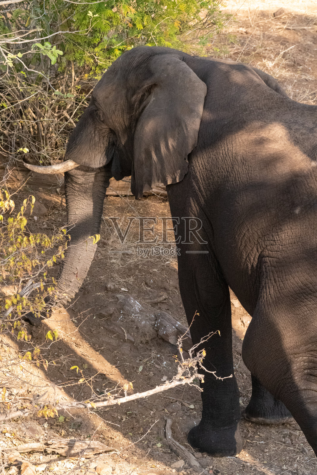 乔贝国家公园的非洲象照片摄影图片