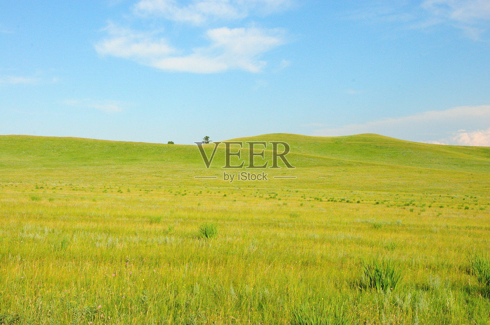 无边无际的大草原，山上长着高高的草，山顶上有几丛灌木，夏日的天空充满阳光。照片摄影图片