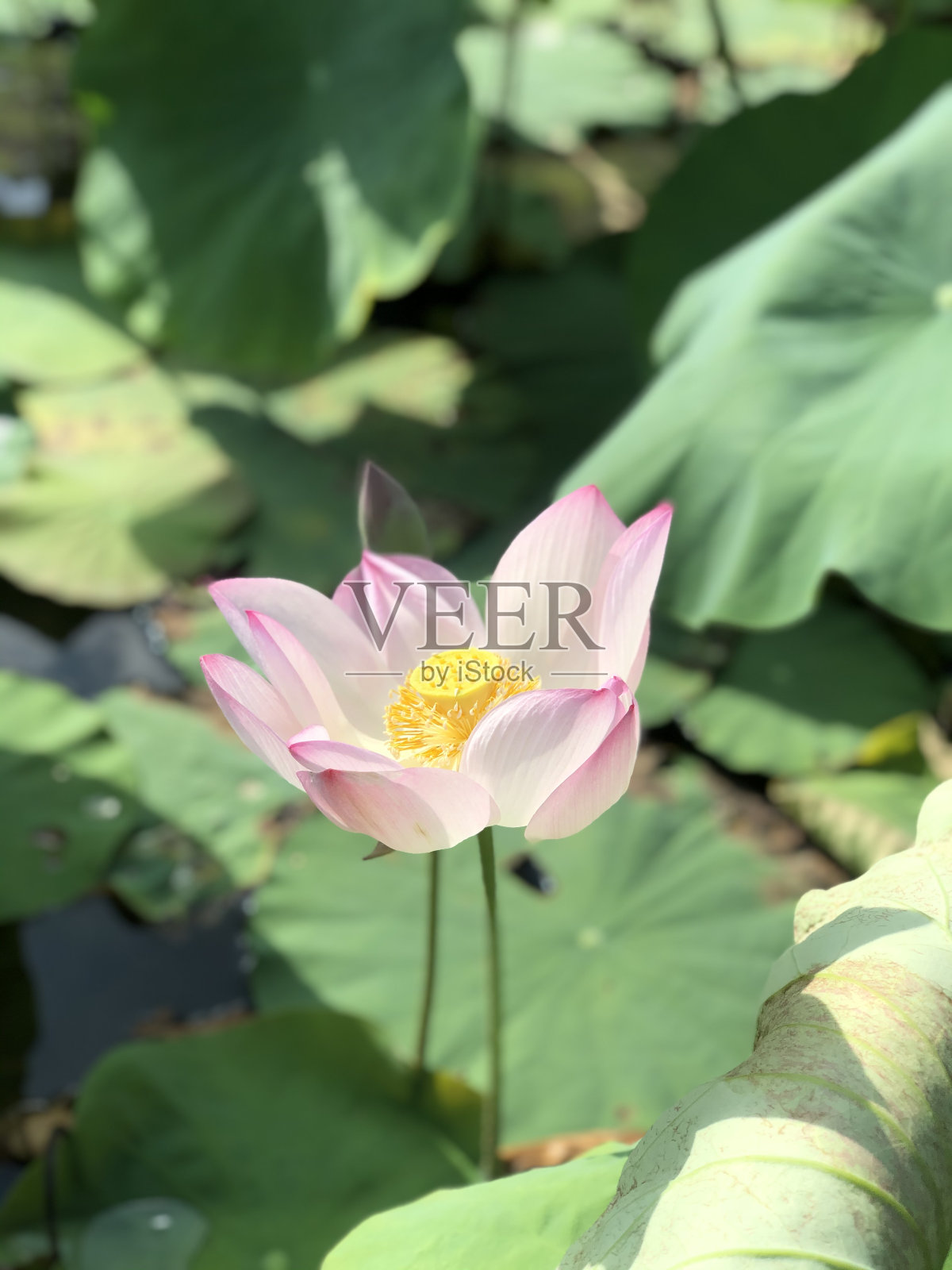 莲花的力量照片摄影图片