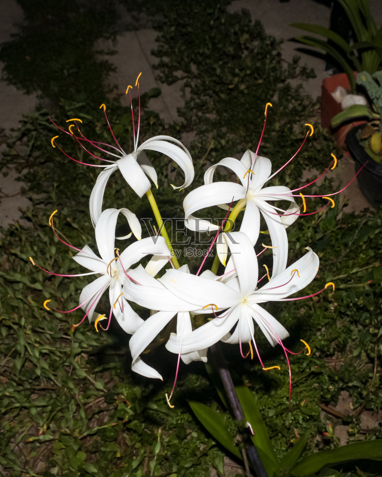 蜘蛛兰照片摄影图片